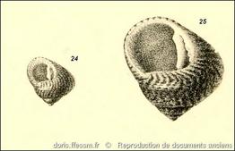 clanculus_jussieui-rda-img_198