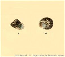 clanculus_jussieui-rda-img_525