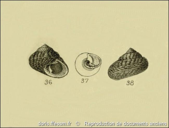 clanculus_jussieui-rda-img_648
