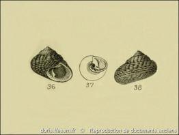 clanculus_jussieui-rda-img_648