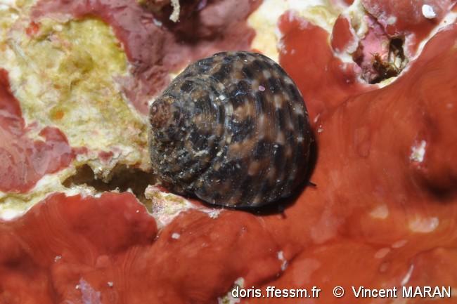 clanculus_jussieui-vima-img_1837