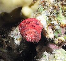 clanculus_pharaonius-dead-img_7233