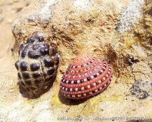 clanculus_pharaonius-mibe-img_01