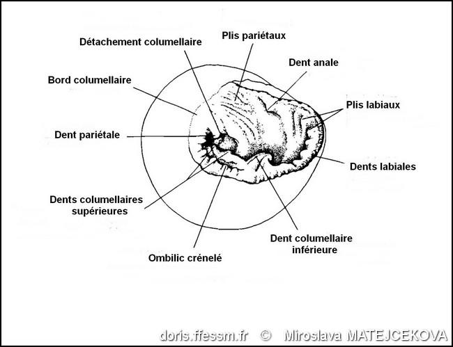 clanculus_pharaonius-mimat-img_03