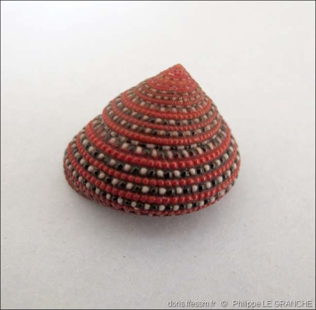 clanculus_pharaonius-plg-img_4904