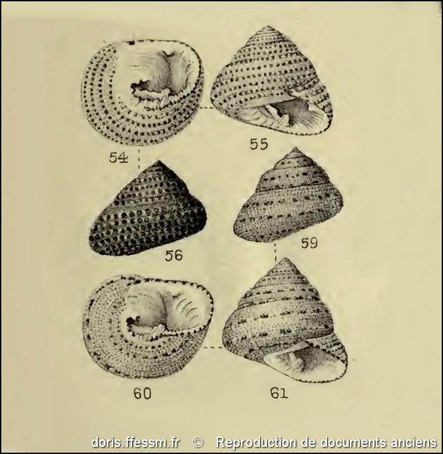 clanculus_pharaonius-rda-img_