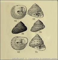 clanculus_pharaonius-rda-img_