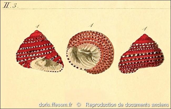 clanculus_pharaonius-rda-img_14