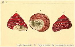 clanculus_pharaonius-rda-img_14