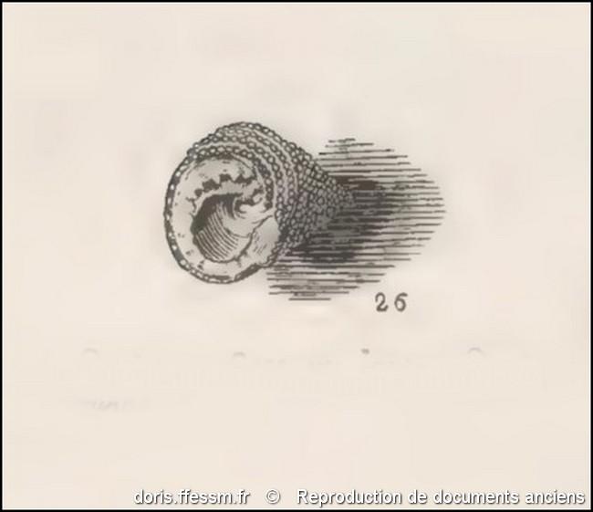 clanculus_pharaonius-rda-img_529                             
