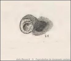 clanculus_pharaonius-rda-img_529                             