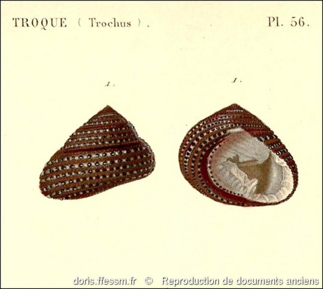 clanculus_pharaonius-rda-img_56