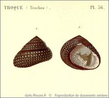 clanculus_pharaonius-rda-img_56