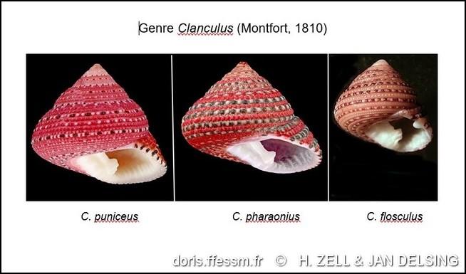 clanculus_pharaonius-rda-img_659