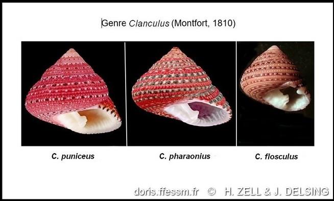 clanculus_pharaonius-rda-img_659
