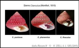 clanculus_pharaonius-rda-img_659