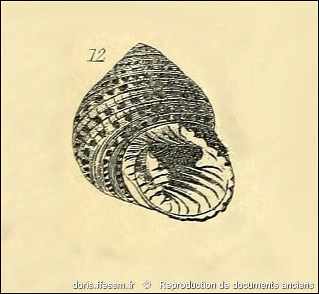 clanculus_pharaonius-rda-img_850            