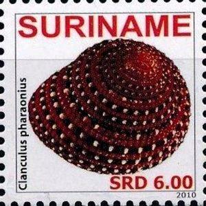 clanculus_pharaonius-timbre-img_2121