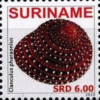 clanculus_pharaonius-timbre-img_2121