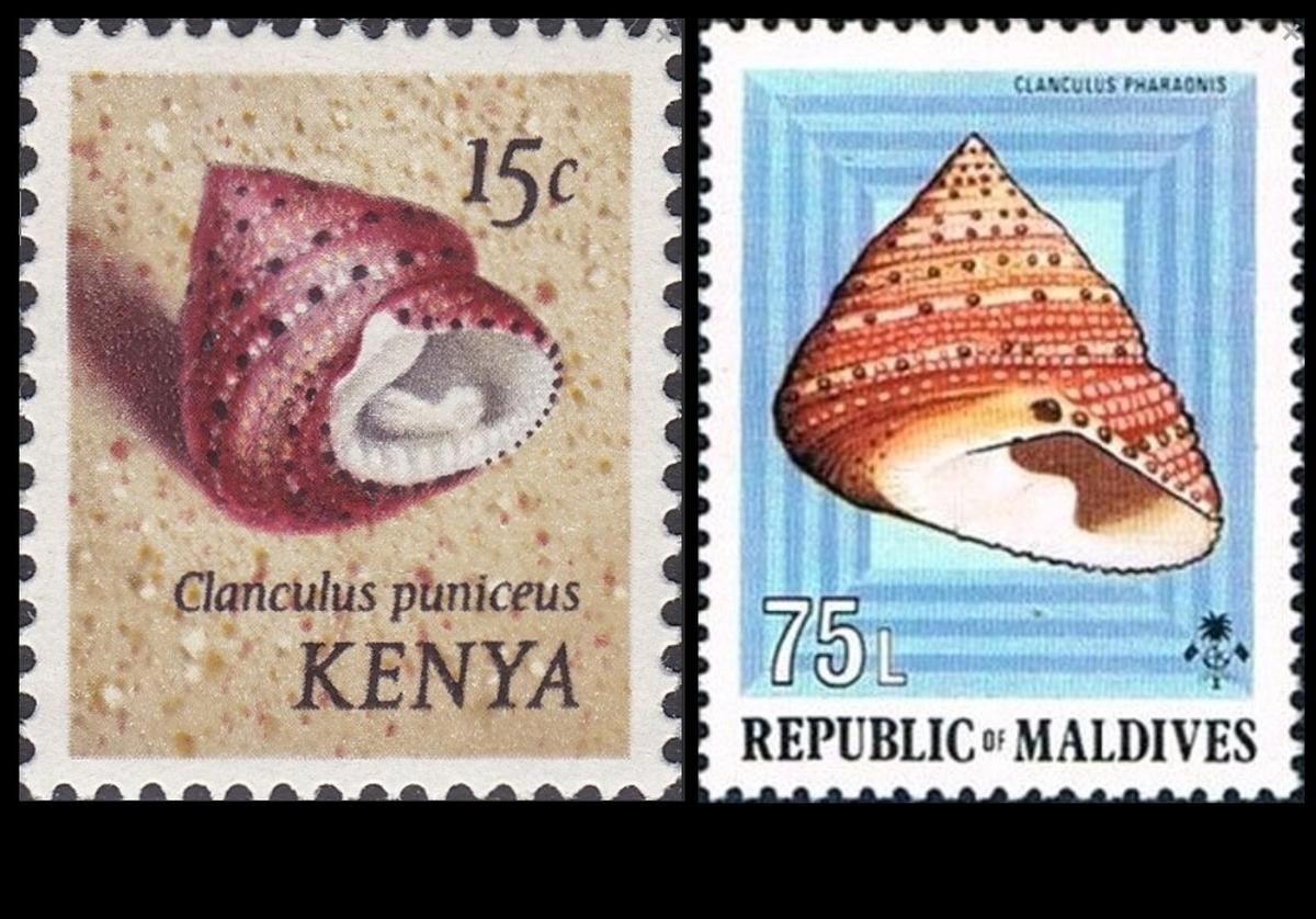 clanculus_pharaonius_timbres-rda-img_517