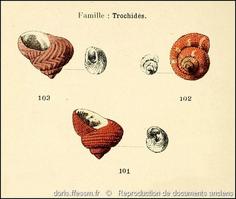 clanculus_spp-rda-img_26