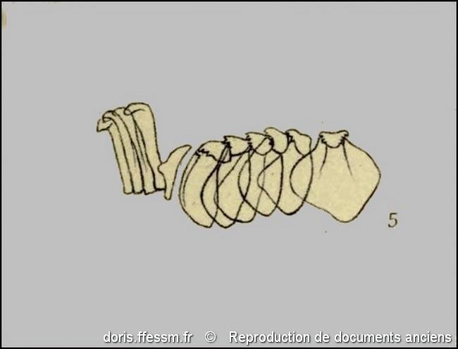 clanculus_spp_radula-rda-img_341                 