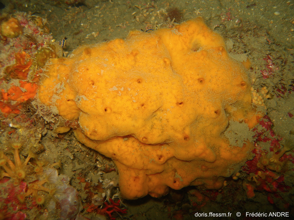 Clathria jaune à mamelons