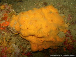clathria_(clathria)_compressa-fran2