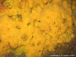 clathria_(clathria)_compressa-slb2a