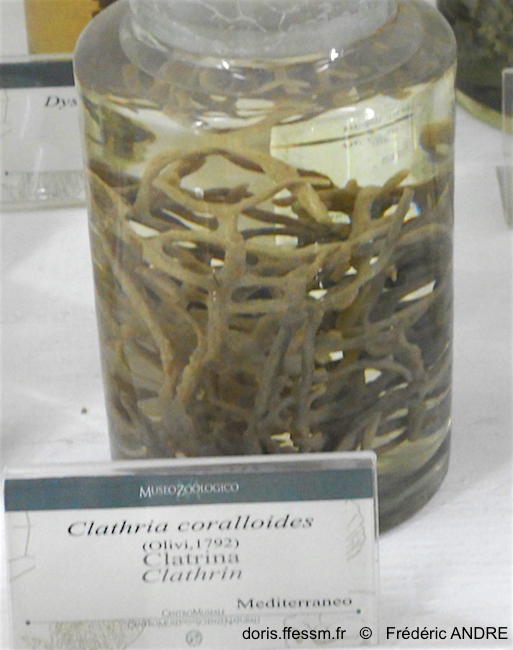 clathria_(clathria)_coralloides-fran168