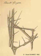 clathria_compressa-schmidt-1862-pl6-fig1