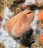 clathria_jolicoeuri-fa107br