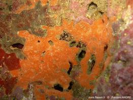 clathria_jolicoeuri-fa89a