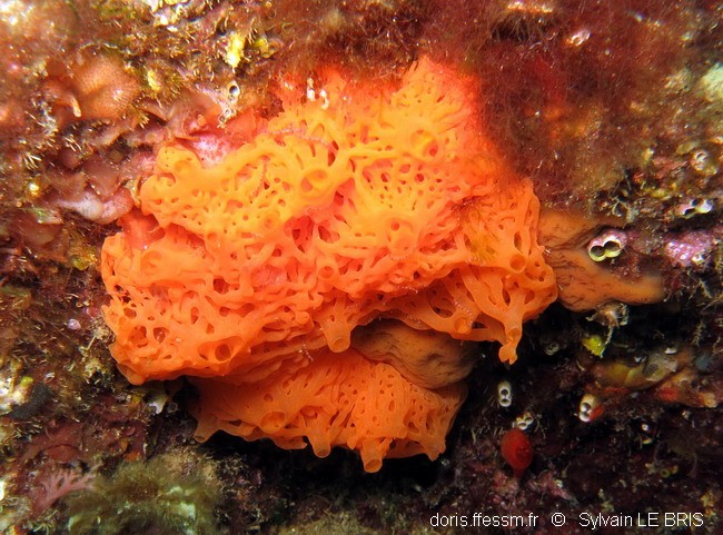 Clathrine orange