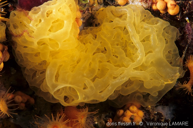 Clathrine jaune