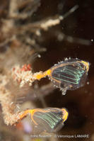 clavelina_auracea-vl2