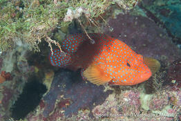 clavelina_auracea_cephalopholis_miniata-vl4