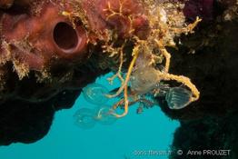 clavelina_cf_auracea_ap1