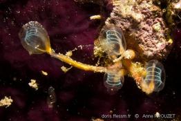 clavelina_cf_auracea_ap2