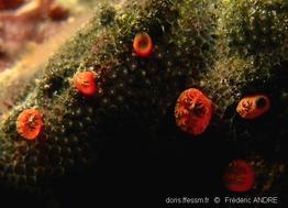 cliona_rhodensis-fa3