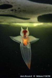 clione_limacina_MF005
