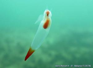 clione_limacina_mf01