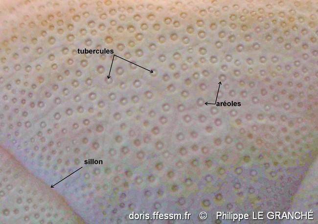 clypeaster_humilis-plg-img_125