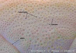 clypeaster_humilis-plg-img_125