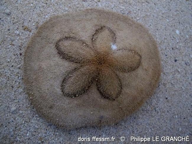 clypeaster_humilis-plg-img_9568