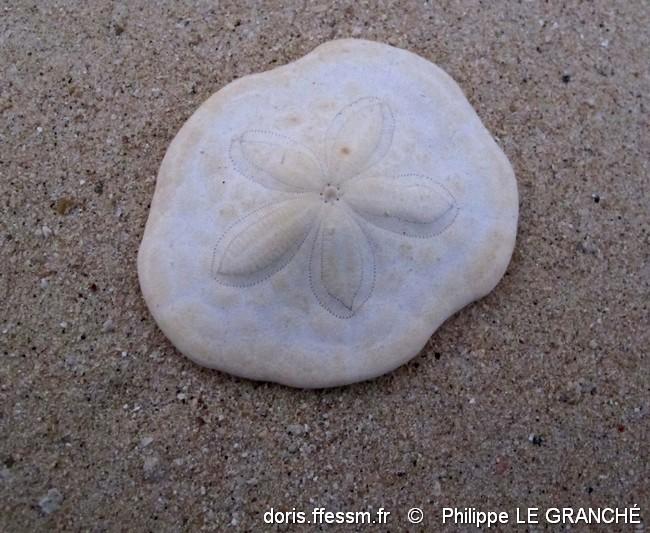 clypeaster_humilis-plg-img_9571