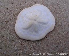 clypeaster_humilis-plg-img_9571