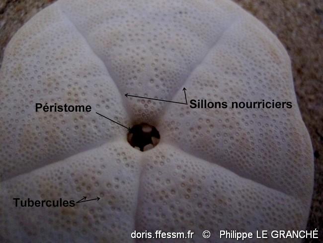 clypeaster_humilis-plg-img_9575