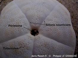 clypeaster_humilis-plg-img_9575