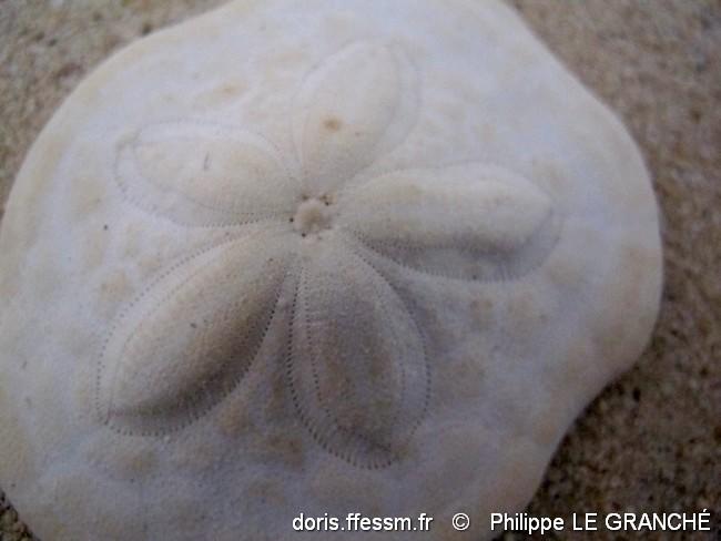 clypeaster_humilis-plg-img_9577